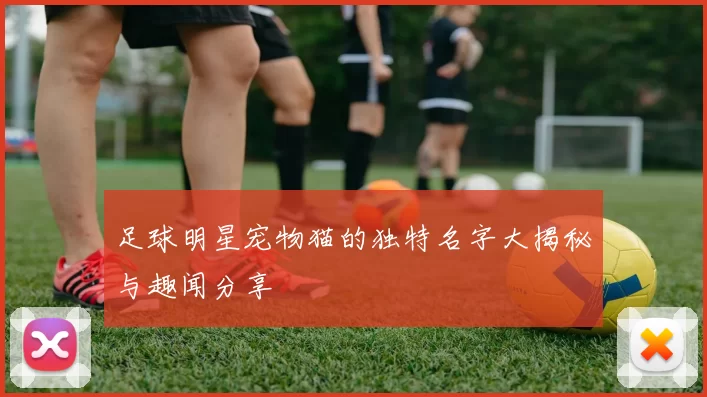 足球明星宠物猫的独特名字大揭秘与趣闻分享